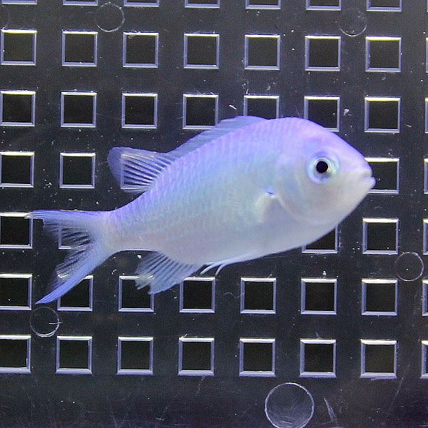 デバスズメダイ  10匹セット!  海水魚 スズメダイ 餌付け 15時までのご注文で当日発送(t117