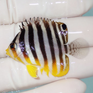 Small tropical fish with black and white vertical stripes, yellow fins, and a translucent tail resting on a gloved finger.",
