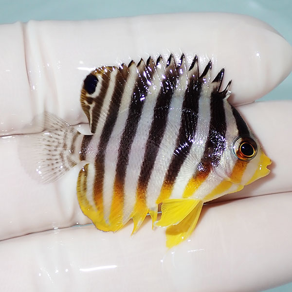 【現物14】シマヤッコ 4.5cm±! 海水魚 生体 15時までのご注文で当日発送(t111(t207