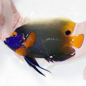Colorful tropical fish being held in hands, with a blue face, orange fins, and a dark body with yellow tail edges.