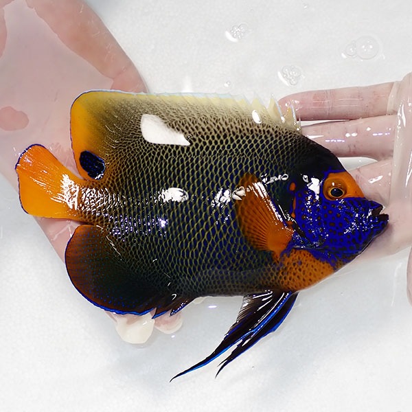 【現物10】アデヤッコ 成魚 19cm±! 海水魚 ヤッコ(t111(t207