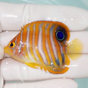 Sm all orange-and-yellow striped fish with a large blue eye spot, held by gloved hands.