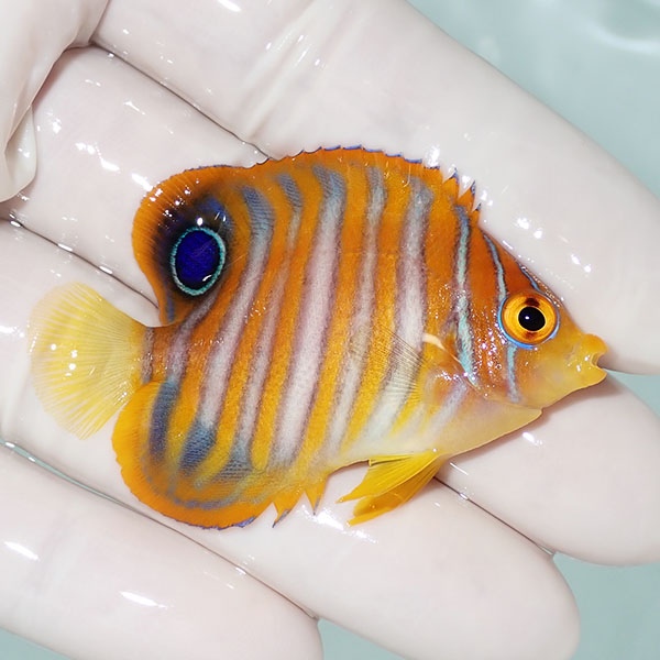 【現物13】ニシキヤッコ 5.5cm±!海水魚 ヤッコ15時までのご注文で当日発送(t111(t207