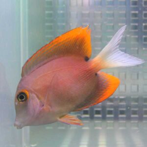 Pink-orange freshwater fish with bright orange dorsal and tail fins swimming in an aquarium.