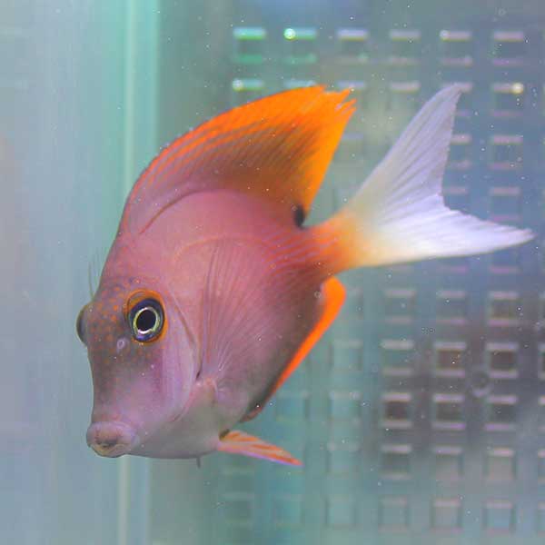 トミニエンシスタン 5-7cm±! 海水魚 ハギ 15時までのご注文で当日発送(t119