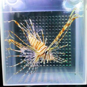 Lionfish with long striped fins swimming inside a clear aquarium tank.