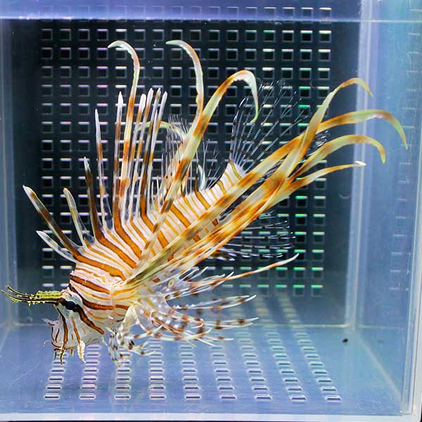 ハナミノカサゴ 8-10cm±! 海水魚 カサゴ 15時までのご注文で当日発送【カサゴ】