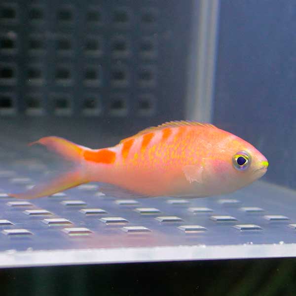 タイガークィーン 【1匹】 海水魚 ハナダイ!  15時までのご注文で当日発送(t118