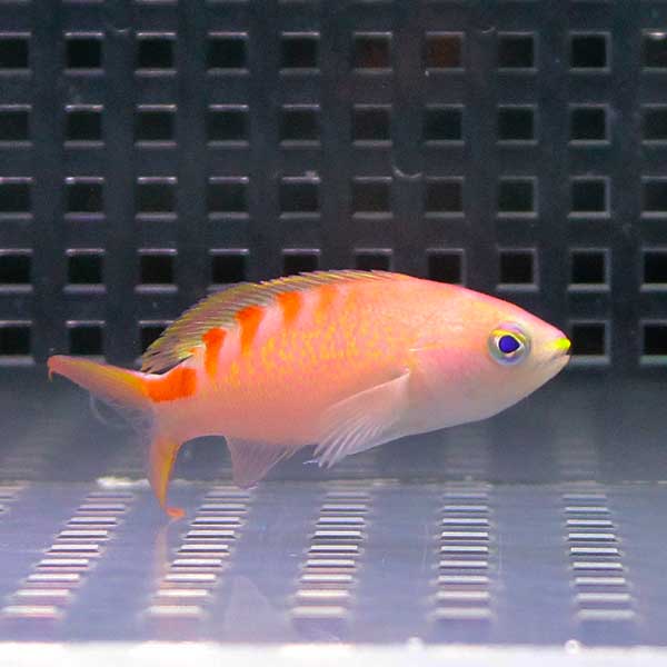 タイガークィーン 【1匹】 海水魚 ハナダイ!  15時までのご注文で当日発送(t118