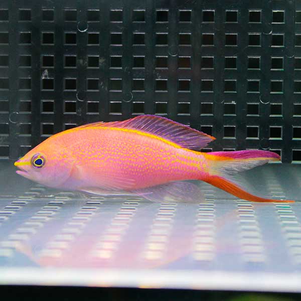 オオテンハナゴイ 【1匹】4-6cm ! 海水魚 ハナダイ 15時までのご注文で当日発送(t118