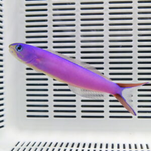 Purple tropical fish with a pinkish body and orange tail swimming in a white aquarium with slotted walls behind it.