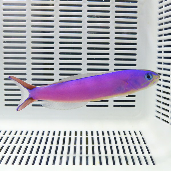 フジイロサンゴアマダイ 8cm-11cmぐらい!海水魚 アマダイ 【アマダイ】