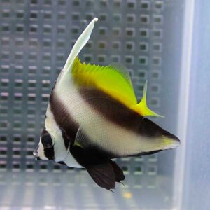 Striking angelfish with black and white bands and bright yellow dorsal fin swimming in an aquarium tank