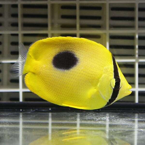 トノサマダイ 6-8cm±!   海水魚 チョウチョウウオ !15時までのご注文で当日発送(t114