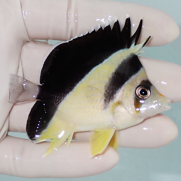 【現物3】バーゲスバタフライ 7cm±! 海水魚 チョウチョウウオ 15時までのご注文で当日発送(t114(t207
