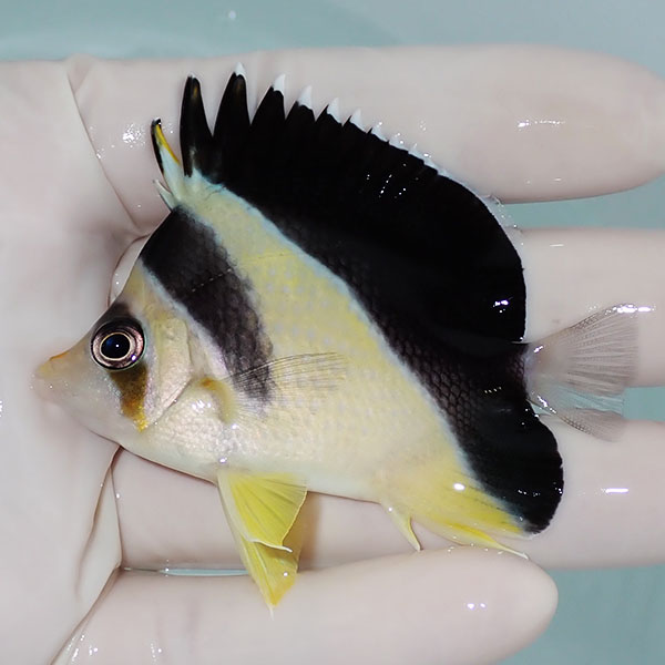 【現物3】バーゲスバタフライ 7cm±! 海水魚 チョウチョウウオ 15時までのご注文で当日発送(t114(t207