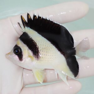 Small tropical fish with a black dorsal area, white body, yellow belly, and tall spiky dorsal fin, held in a gloved hand.