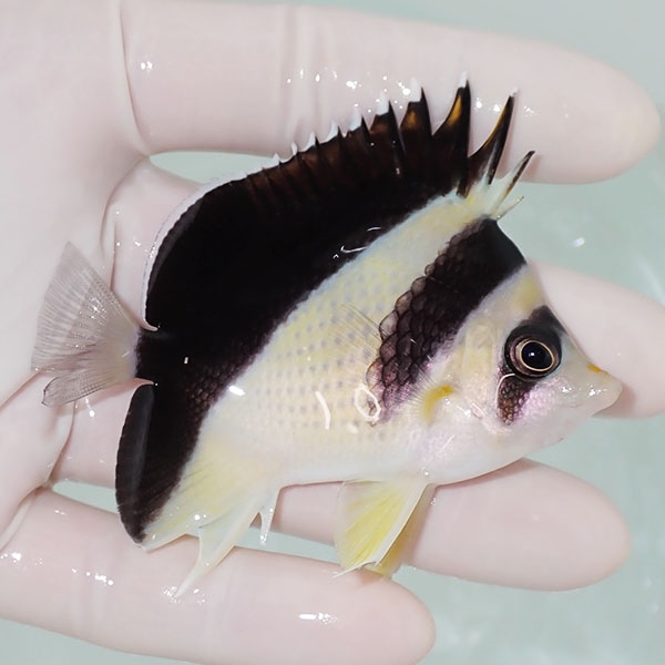 【現物4】バーゲスバタフライ 7.5cm±! 海水魚 チョウチョウウオ 15時までのご注文で当日発送(t114(t207