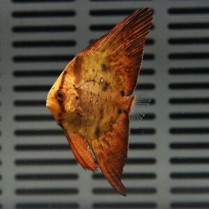 Orange and brown discus-like freshwater fish with a tall dorsal fin swimming in front of a gray vented wall.