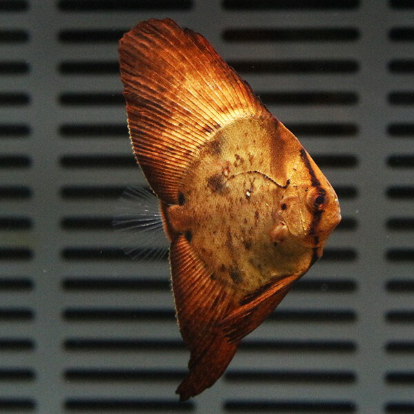 ナンヨウツバメウオ 6-8cm±! 海水魚 ツバメウオ 15時までのご注文で当日発送【ツバメウオ】