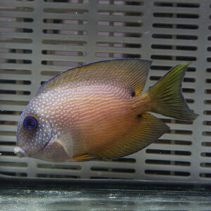 Side view of a small orange tropical fish with white spots and a blue-rimmed eye swimming in an aquarium tank behind a gray slotted backdrop.