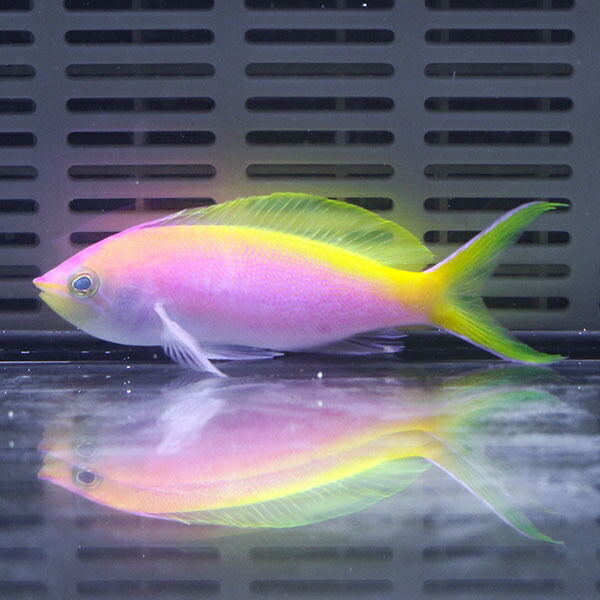 バートレットアンティアス♂ 6-9cm± ! 海水魚 ハナダイ 15時までのご注文で当日発送(t118