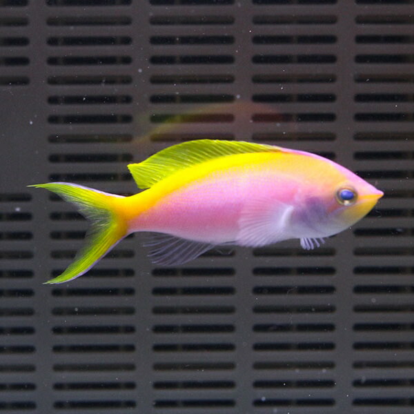バートレットアンティアス♂ 6-9cm± ! 海水魚 ハナダイ 15時までのご注文で当日発送(t118