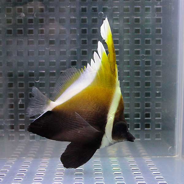 ツノハタタテダイ 7-9cm±!チョウチョウウオ 海水魚15時までのご注文で当日発送(t114