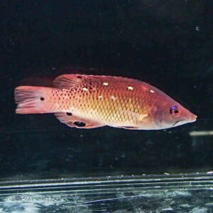 irm-000-1415205339 - AQUAGIFT 用品ショップ Red/orange tropical fish with black spots along its body swimming in an aquarium, facing right.