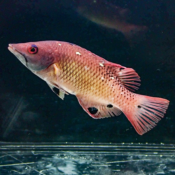 モンツキベラ　8-10cm±  !  海水魚 ベラ 餌付け・キュア済 餌付け15時までのご注文で当日発送(t122