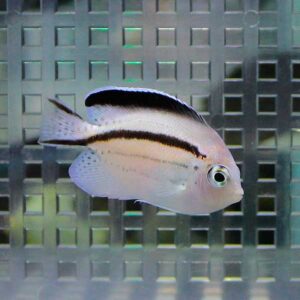 Small pale fish with a black midbody stripe and black-edged dorsal fin swimming in an aquarium with a grid background.