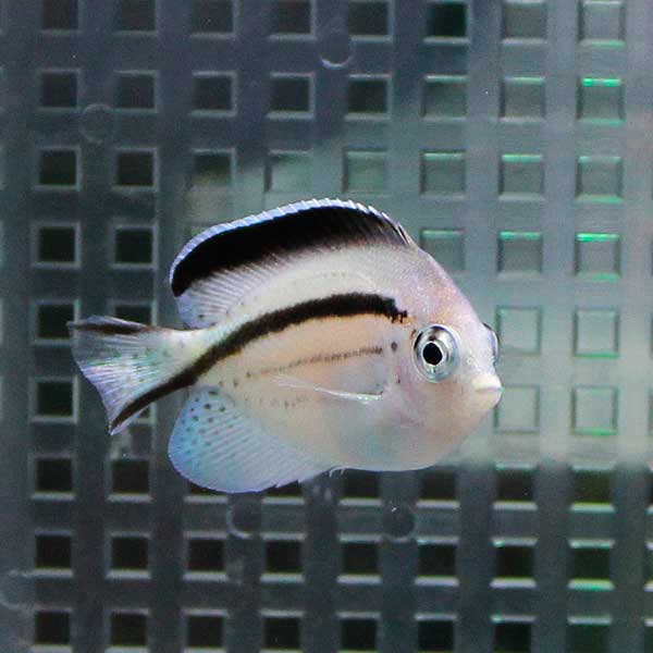 タテジマヤッコ 6-8cm± !海水魚 ヤッコ 餌付け 15時までのご注文で当日発送(t111