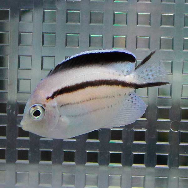 タテジマヤッコ 6-8cm± !海水魚 ヤッコ 餌付け 15時までのご注文で当日発送(t111