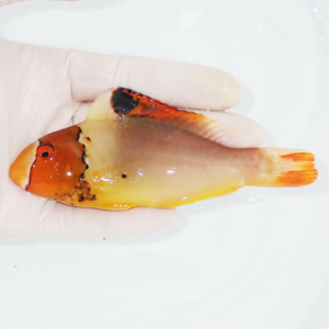 Small orange-and-yellow fish with red fins held in a gloved hand over a white surface, showing its colorful body and red eye.