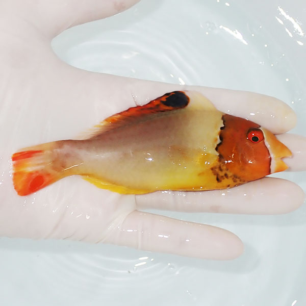 【現物】イロブダイ 13cm± !海水魚 ブダイ 15時までのご注文で当日発送【ブダイ】(t207