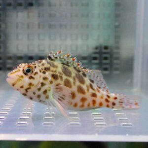 Spotted pufferfish with brown blotches and spiky dorsal fins in an aquarium tank.