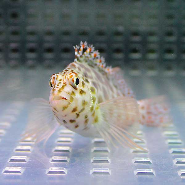 ヒメゴンベ 4-6cm± !  海水魚 ゴンベ !15時までのご注文で当日発送(t125