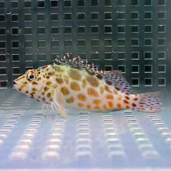 ヒメゴンベ 4-6cm± !  海水魚 ゴンベ !15時までのご注文で当日発送(t125