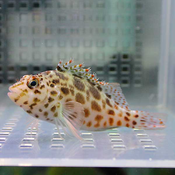 ヒメゴンベ 4-6cm± !  海水魚 ゴンベ !15時までのご注文で当日発送(t125