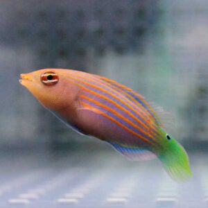 irm-000-1415206011 - AQUAGIFT 用品ショップ Orange-striped tropical fish with a bright green tail, swimming left in clear aquarium water
