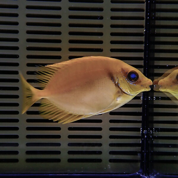 サンゴアイゴ 5-7cm±! ハギ 海水魚 !15時までのご注文で当日発送(t119