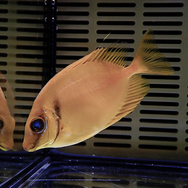 サンゴアイゴ 5-7cm±! ハギ 海水魚 !15時までのご注文で当日発送(t119