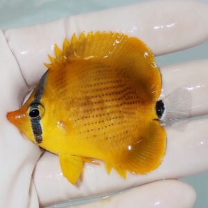 Small bright orange tropical fish with black markings near the head and tail, held in a gloved hand.
