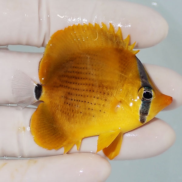 【現物2】レモンチョウ 6cm±! 海水魚 チョウチョウウオ 15時までのご注文で当日発送(t114(t207