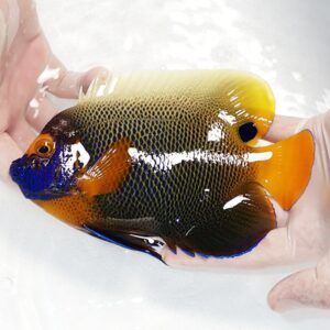 Colorful tropical fish with a blue face and orange fins held in a person's hand over a white background.