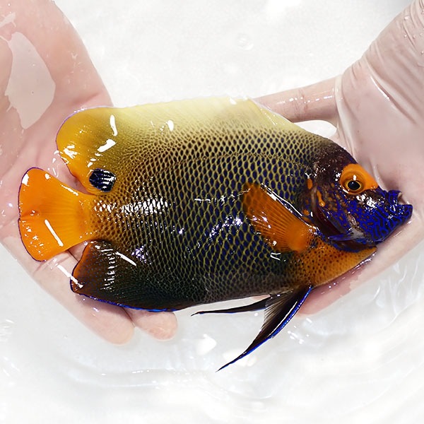 【現物3】粒エサOK スレ有りアデヤッコ 成魚 18.5cm±! 海水魚 ヤッコ(t111(t207
