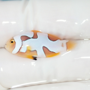 Small ornamental fish with a white body and orange patches swimming on a white surface.