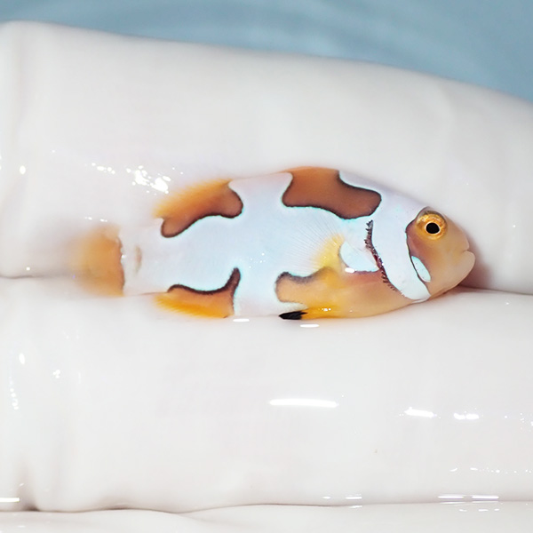【現物2】ブラックピカソクラウン 3cm±! 海水魚 クマノミ 餌付け 15時までのご注文で当日発送(t115(t207
