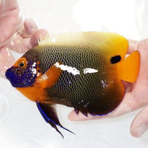 【現物7】スレ有りアデヤッコ 成魚 16.5cm±! 海水魚 ヤッコ(t111(t207