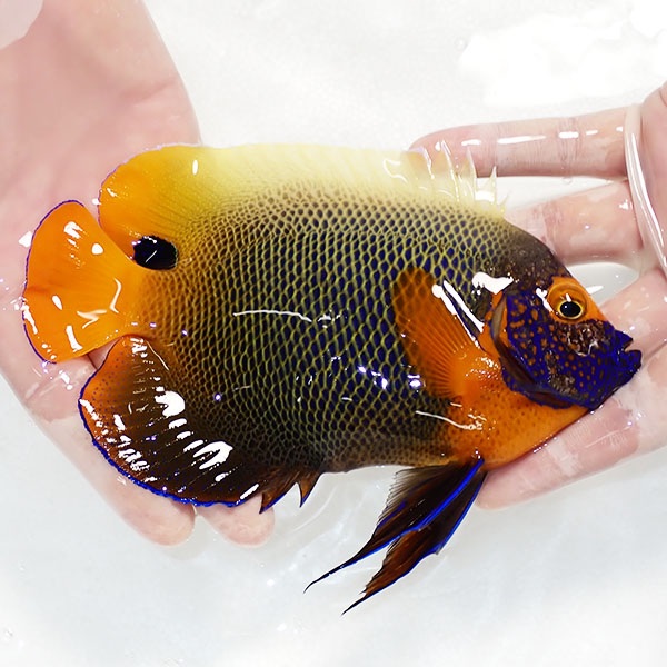 【現物7】スレ有りアデヤッコ 成魚 16.5cm±! 海水魚 ヤッコ(t111(t207